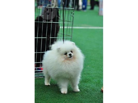 Pomeranian καθαροαιμα 6979314054 αθηνα-κρητη θεσσαλονικη-νησια...